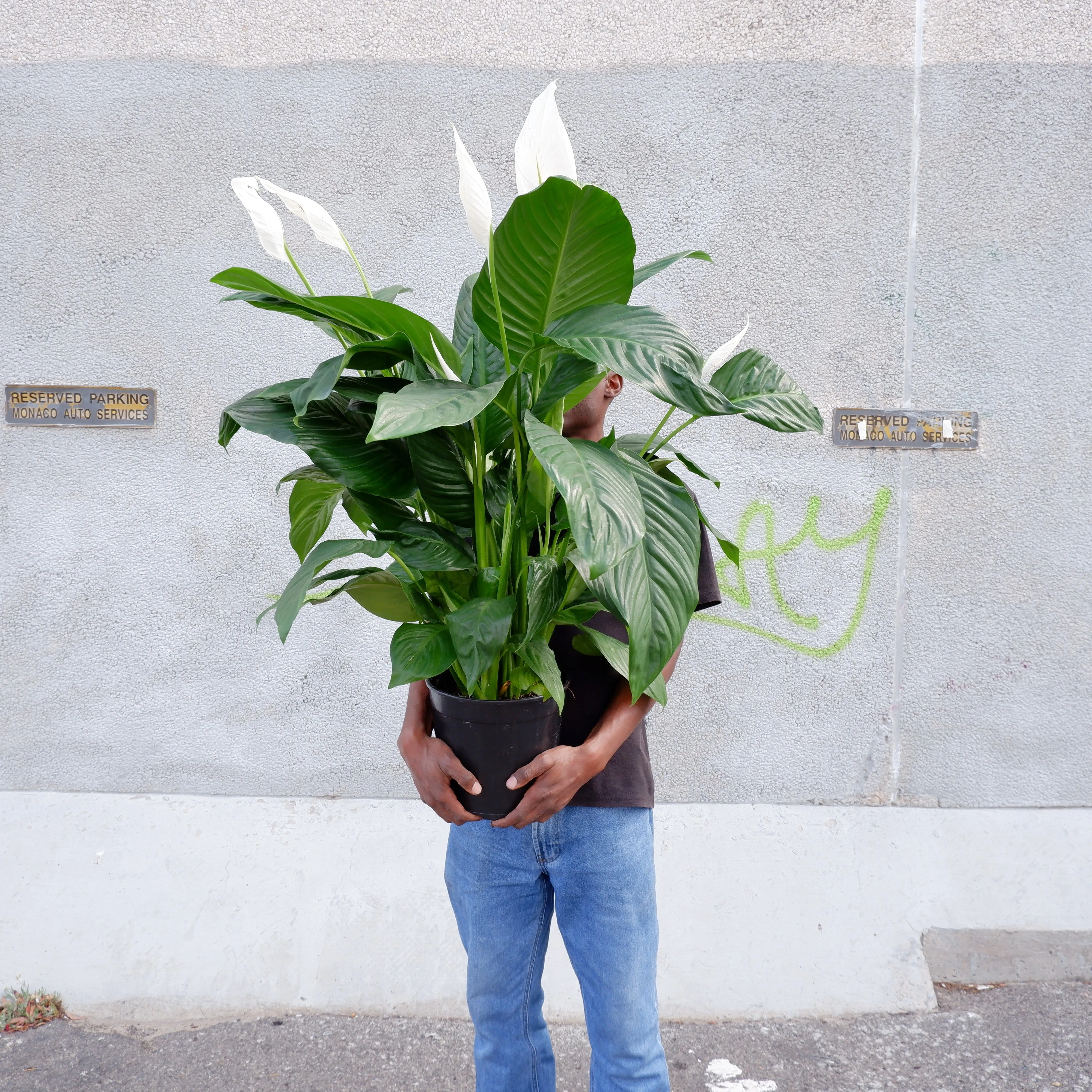Peace Lily - Caledora