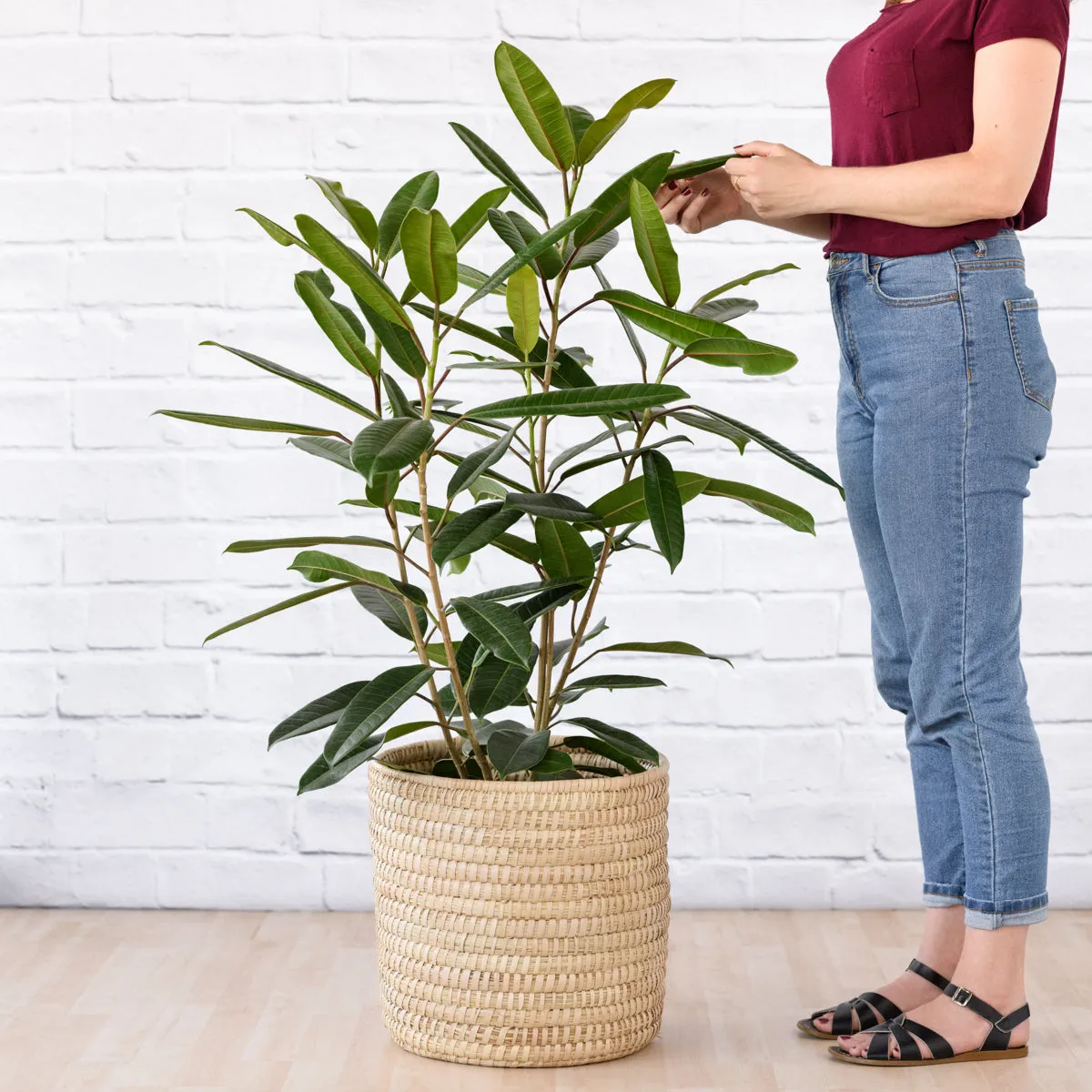 Treasure Tree