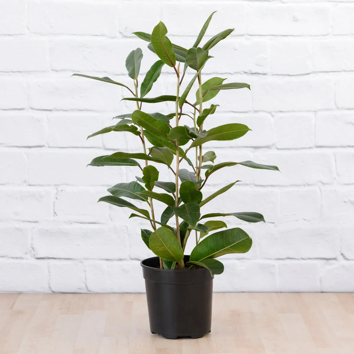 Treasure Tree